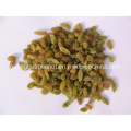 Golden/ Green High Grade Raisins Xinjiang